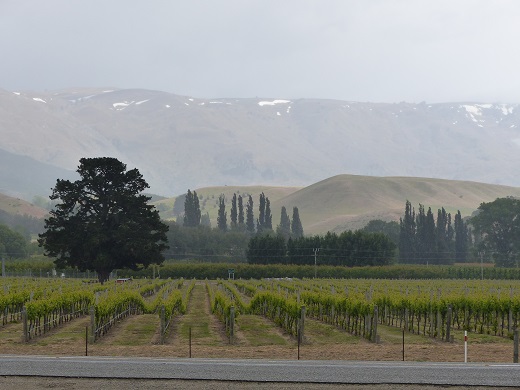 A vineyard of the famed Otago Wine Region near Cromwell, Nov 2015
